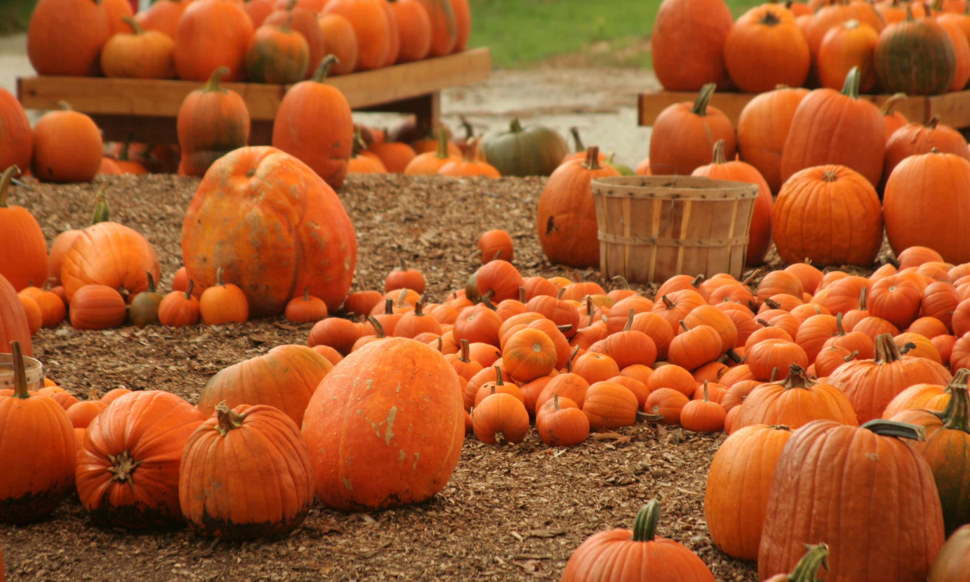 Pumpkin and Beef: A Match Made in Autumn🍂