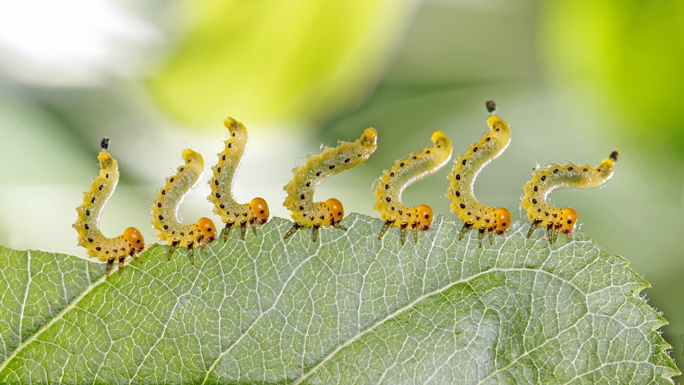 Natural Pest Control for Your Summer Garden