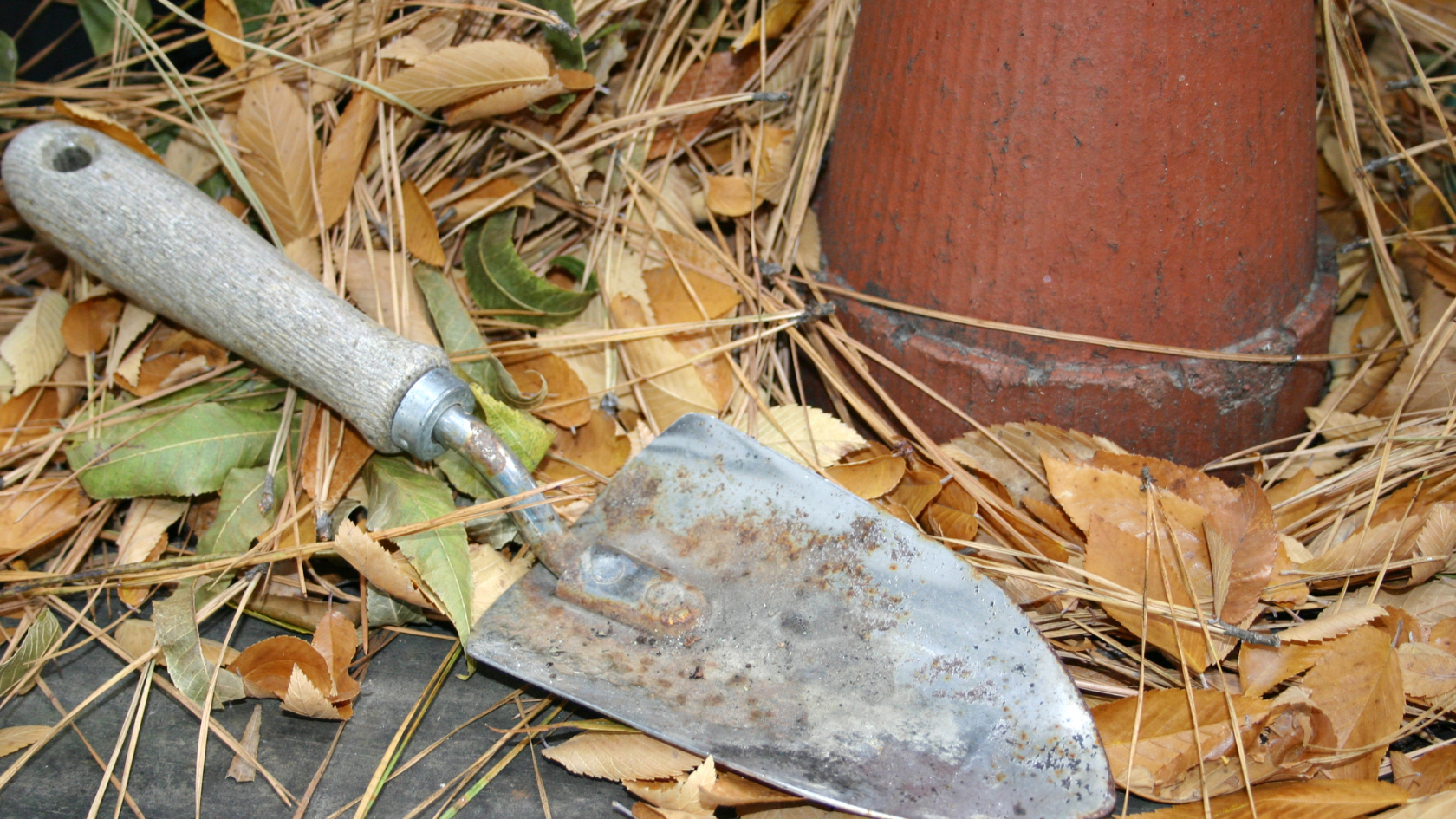 When to Start the Fall Garden? Hint…it’s NOW!