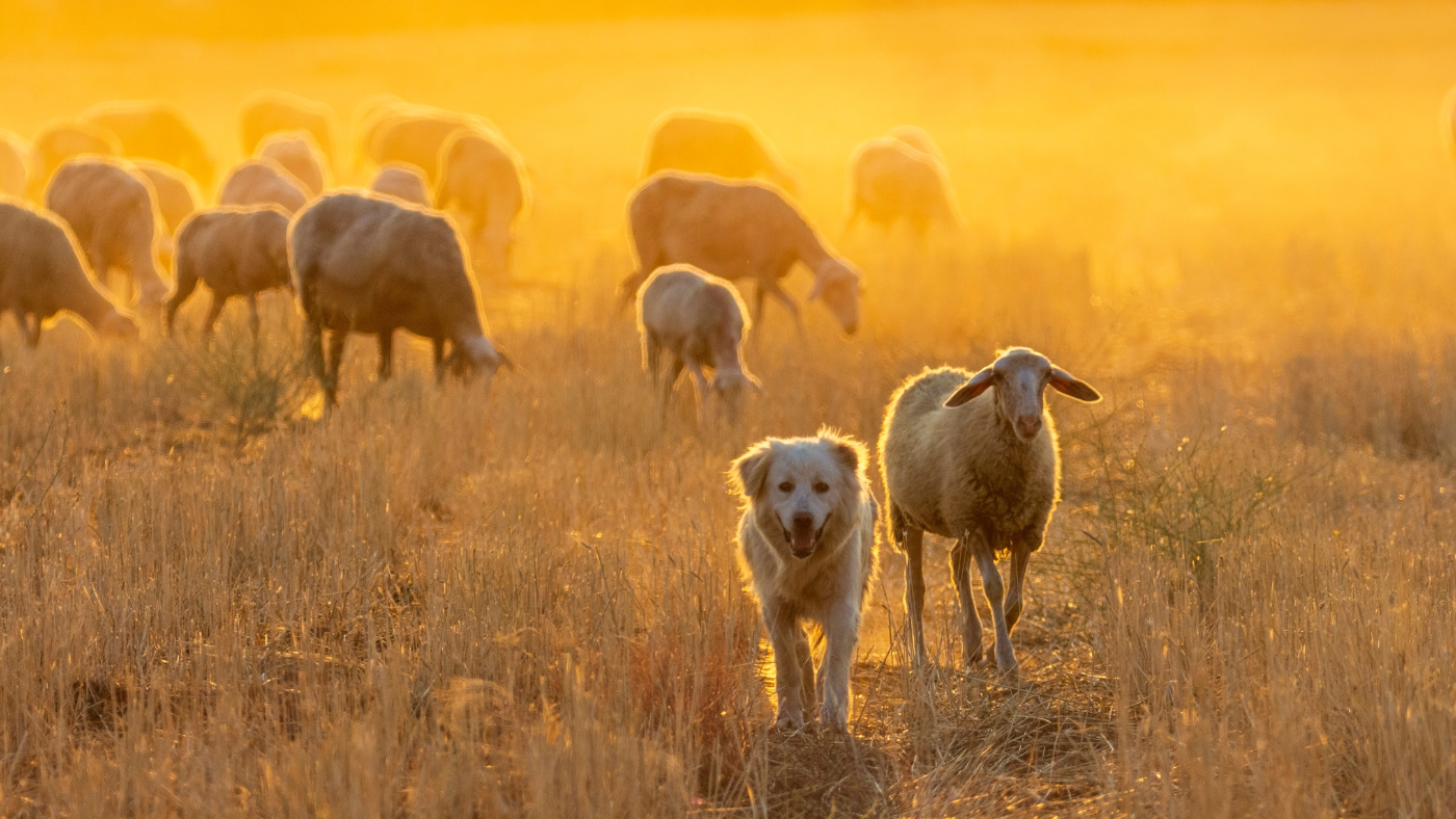 Heat Stress in Homestead Animals: Signs & Solutions