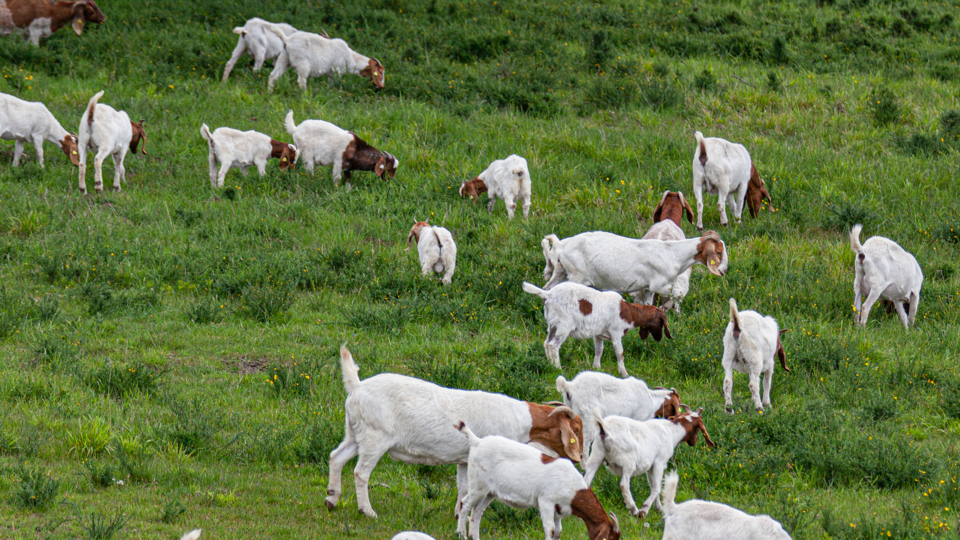 How Goats Control Invasive Plants Naturally