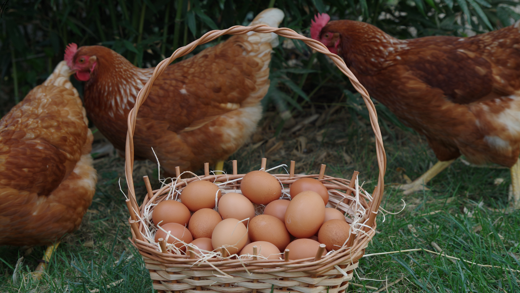 Plan Your First-Year Homestead Budget Like a Pro