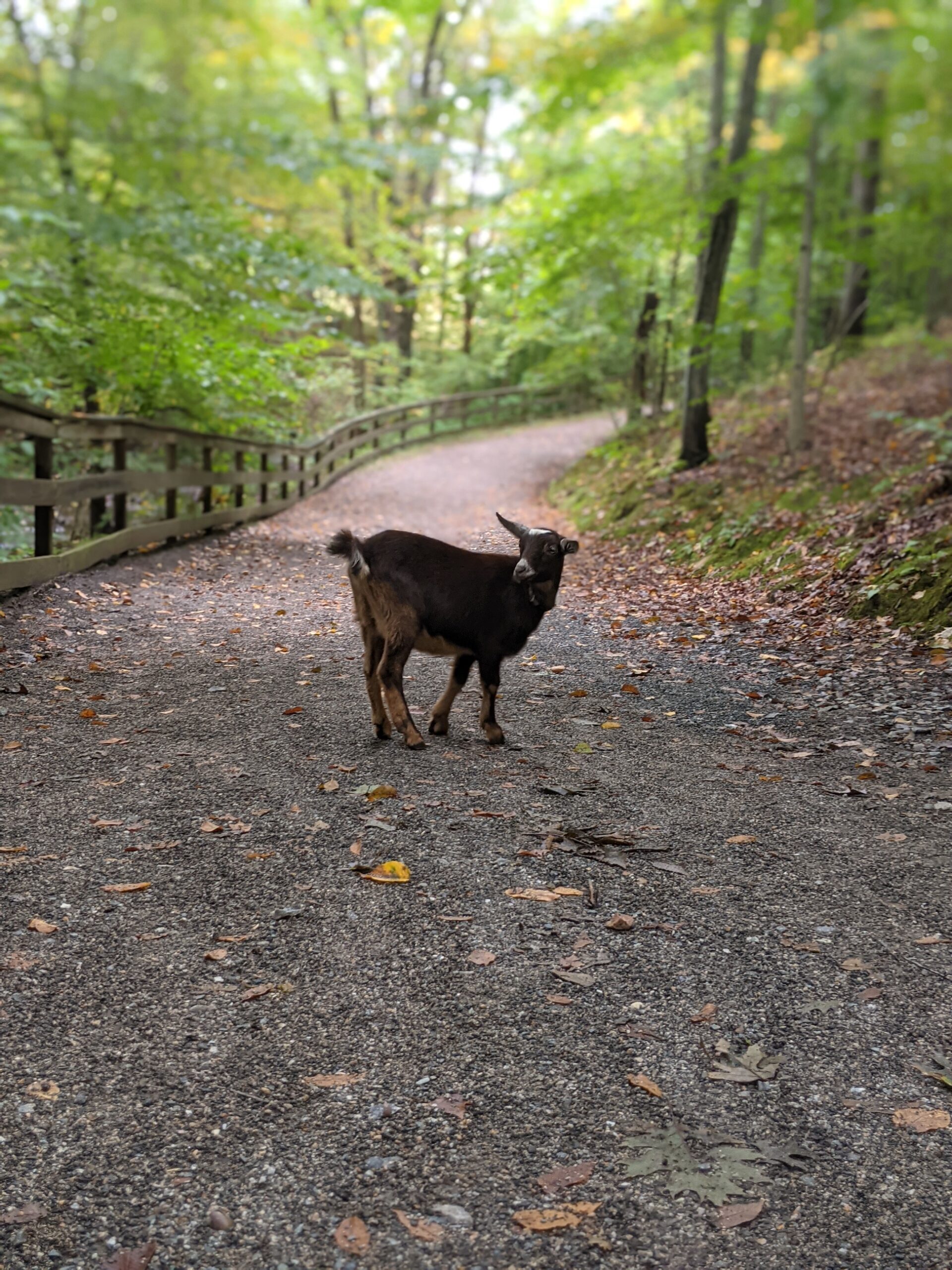 Homestead Business Ideas That Actually Work